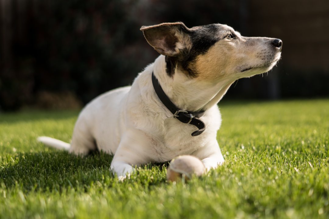 Jack Russel laying on grass