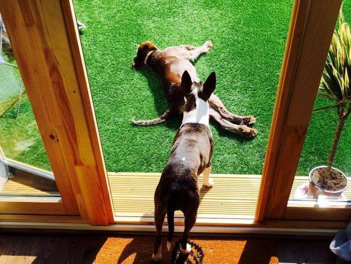 Dogs relaxing on artificial grass