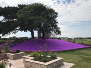 Purple Artificial Lawn in Sandwich