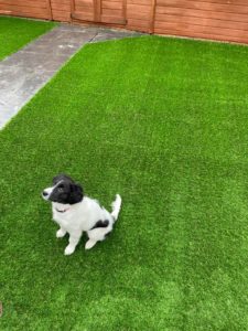 Trulawn Supreme Dog Friendly Grass in Warrington