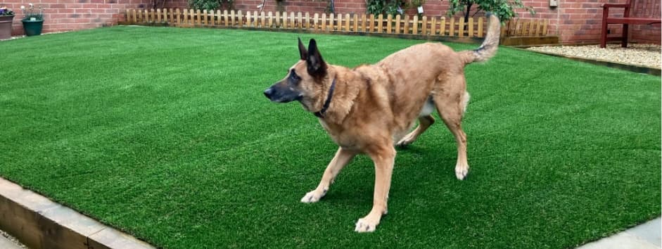 dog standing on artificial grass in the garden