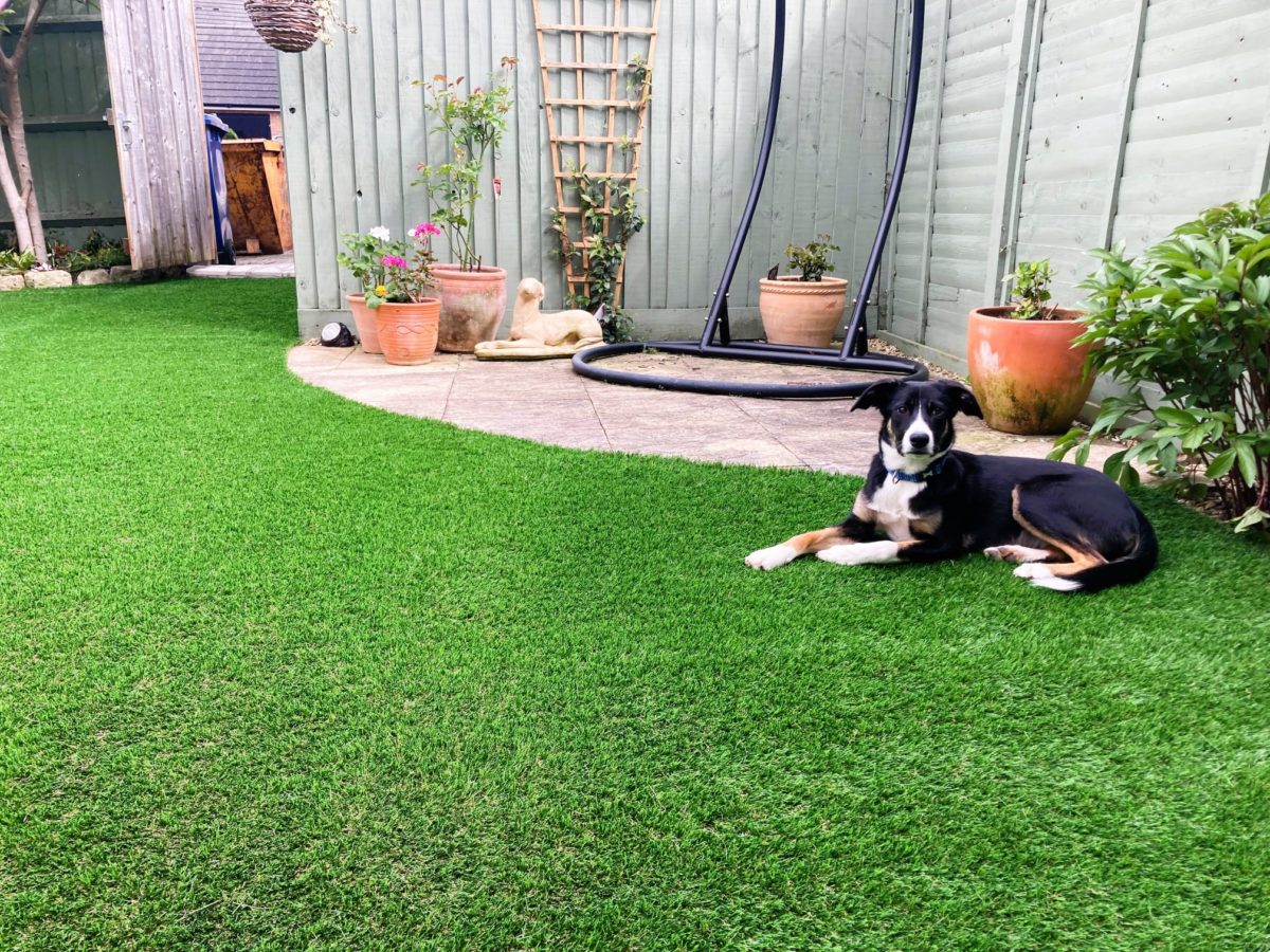 dog relaxing on artificial lawn