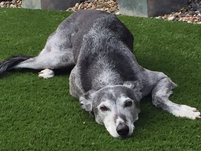 dog laying on artificial grass