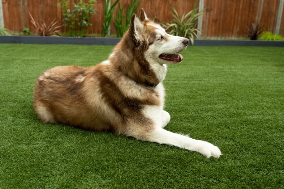 Dog on Refreshed Lawn