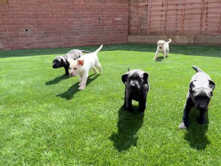 five puppies playing on artificial lawn
