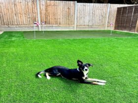dog lying down on artificial lawn