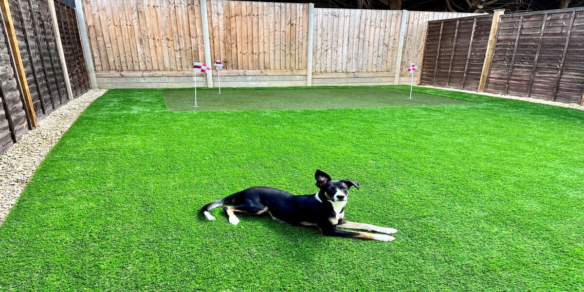 dog lying down on artificial lawn