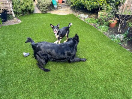 Two dogs running on artificial lawn