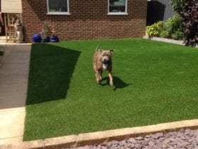 dog safe artificial grass garden