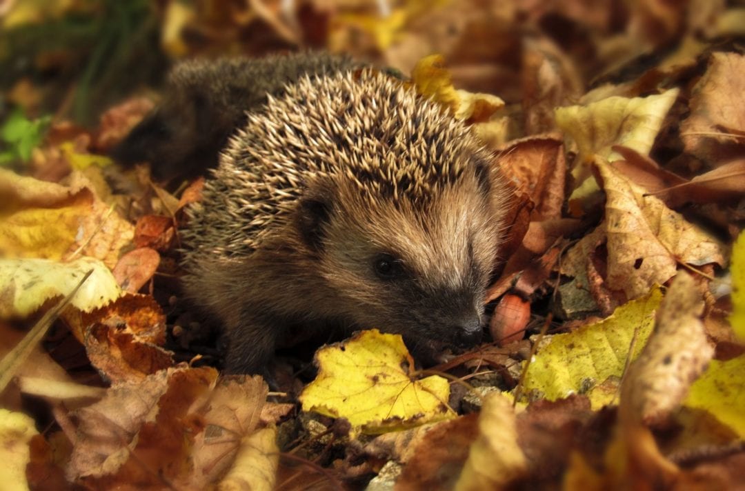 Hedgehog in Leaves