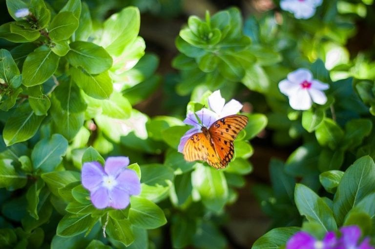 Butterfly in garden