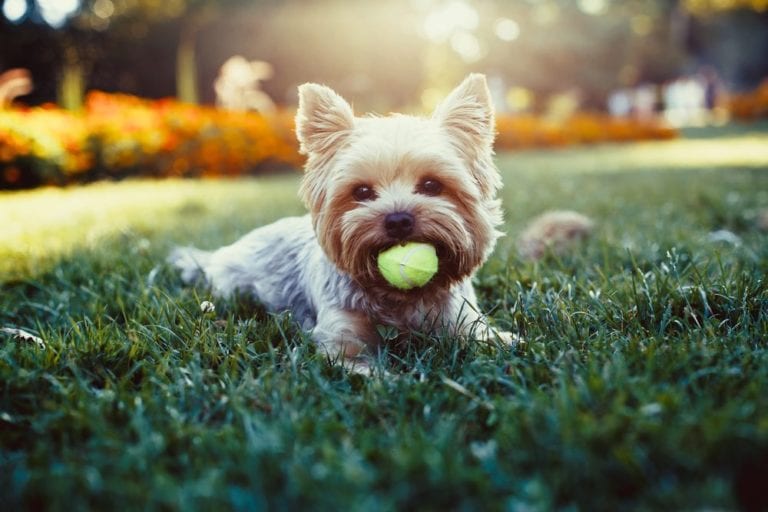 Dog playing with ball in garden