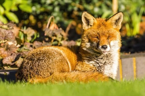 Fox sunbathing