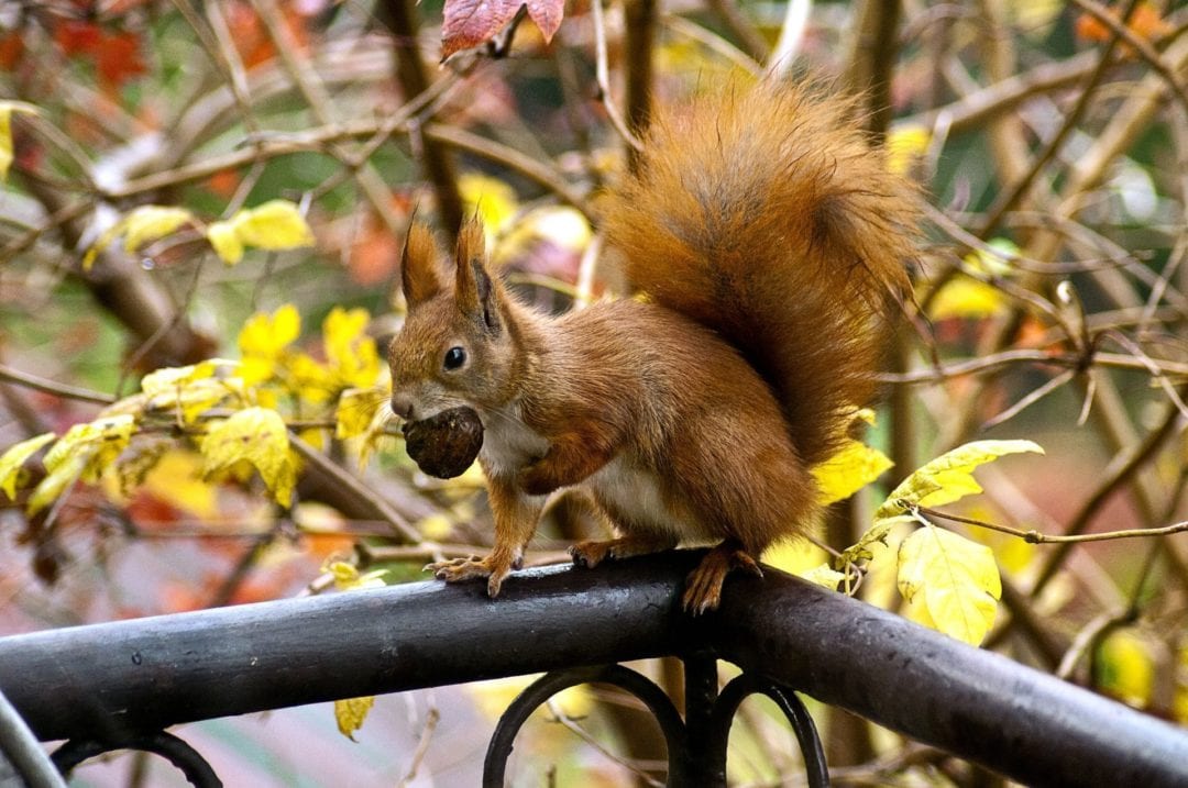 Squirrel in Garden