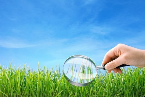 Grass magnifying glass
