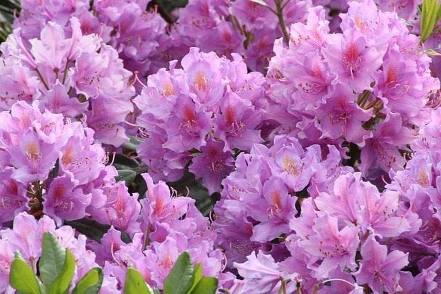 rhododendron 245633 640