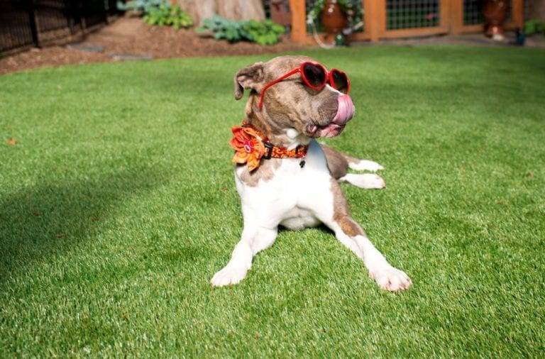 Dog on lawn with glasses