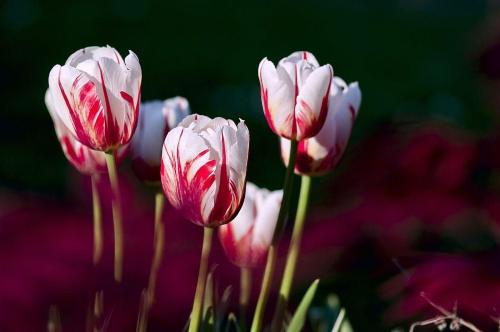 tulips 56423 1920